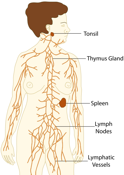 Lymphatic-organs