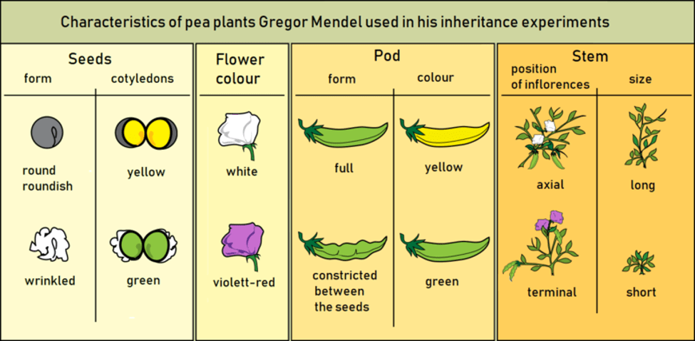 Characteristics of pea plants used in inheritance experiments 