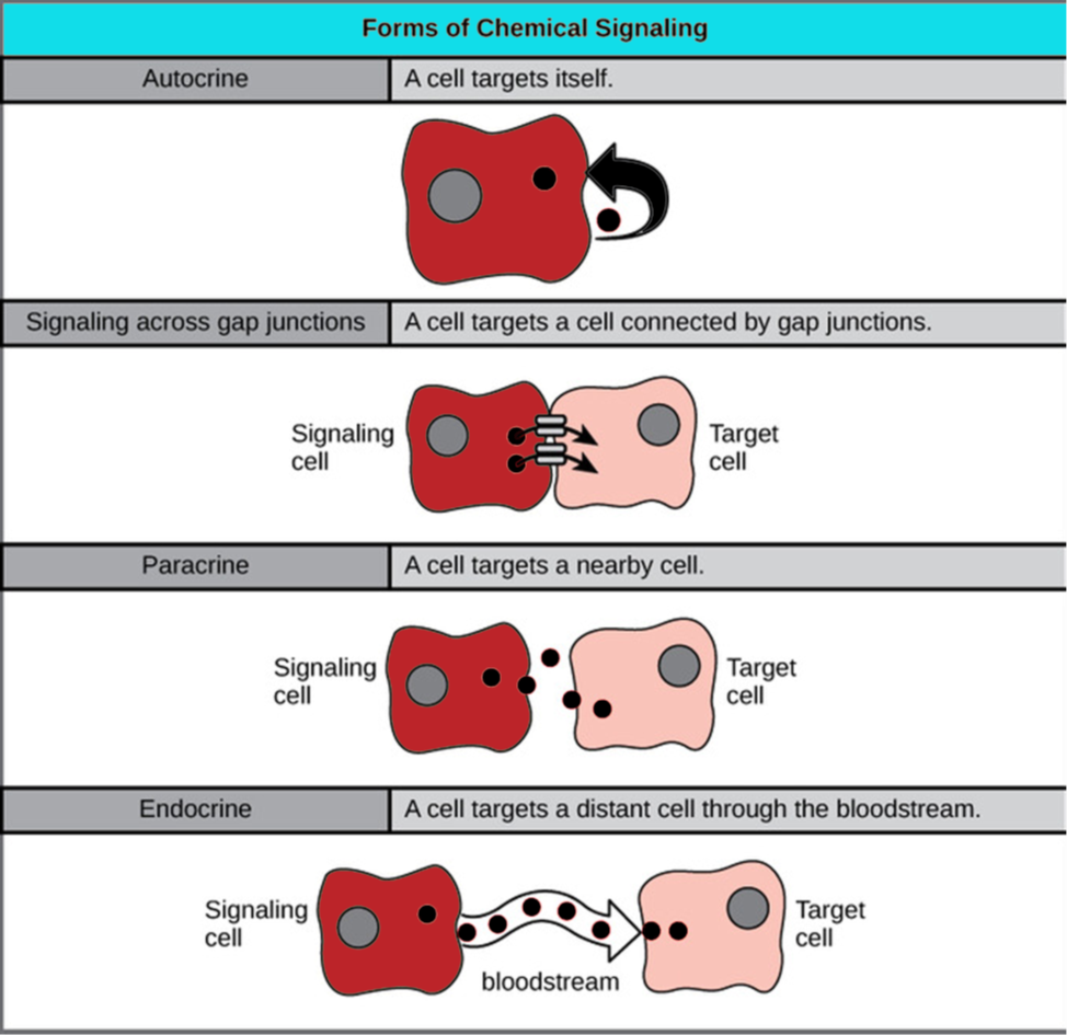 cell-signaling-diagram