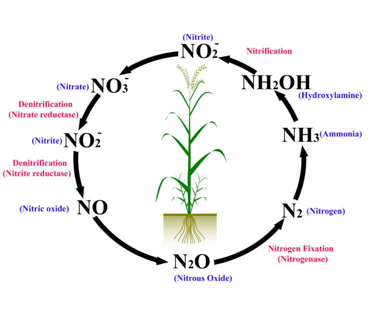 Role of Nitrogen in Crops BioChemiThon BioChemiThon