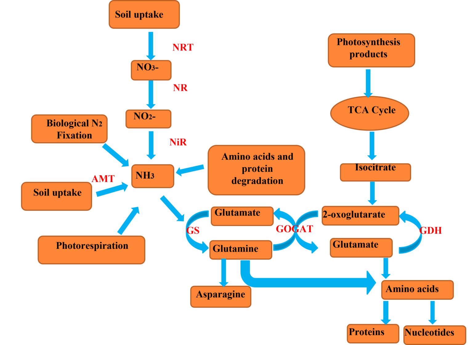 Role of Nitrogen in Crops BioChemiThon BioChemiThon